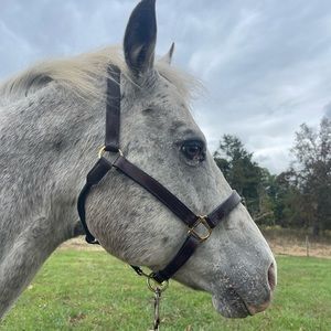 Dark leather horse showmanship halter